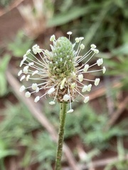 Plantago lanceolata