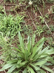 Plantago lanceolata