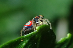 Maratus splendens