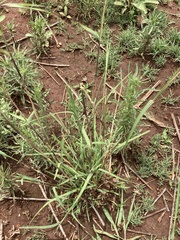 Themeda triandra