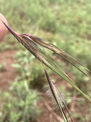Themeda triandra