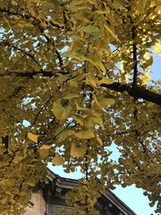 Ginkgo biloba