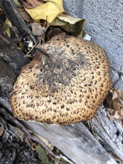 Cerioporus squamosus