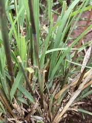 Themeda triandra