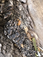 Cerioporus squamosus