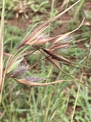 Themeda triandra
