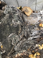 Cerioporus squamosus