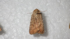Caradrina clavipalpis