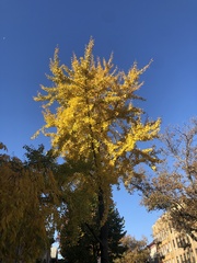 Ginkgo biloba