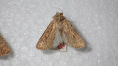 Caradrina clavipalpis