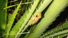 Scinax squalirostris