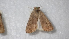 Caradrina clavipalpis