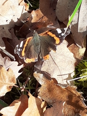 Vanessa atalanta atalanta