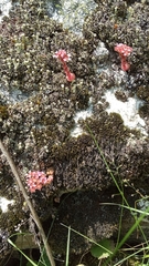 Prometheum pilosum
