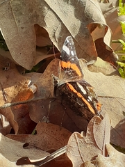 Vanessa atalanta atalanta