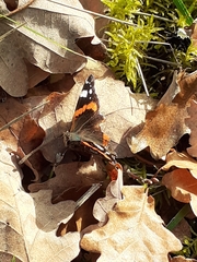 Vanessa atalanta atalanta