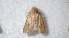 Caradrina clavipalpis