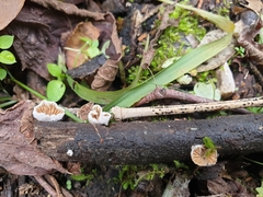 Crepidotus cesatii