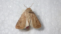 Caradrina clavipalpis