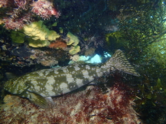 Aplodactylus westralis