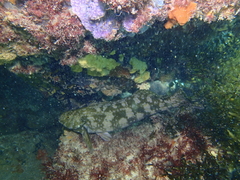 Aplodactylus westralis