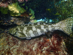 Aplodactylus westralis