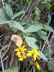 Hymenostephium quitensis