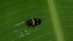 Sphenorhina