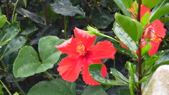 Hibiscus
