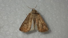 Caradrina clavipalpis