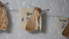 Caradrina clavipalpis