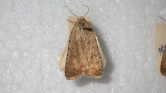 Caradrina clavipalpis