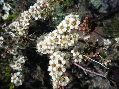 Spiraea aquilegifolia