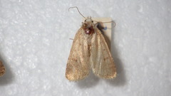 Caradrina clavipalpis