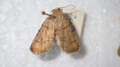 Caradrina clavipalpis