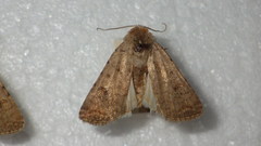 Caradrina clavipalpis