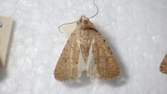 Caradrina clavipalpis