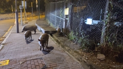 Sus scrofa moupinensis