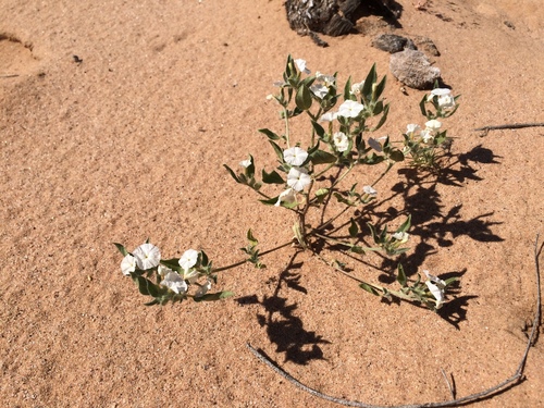 Euploca convolvulacea, photograph 4