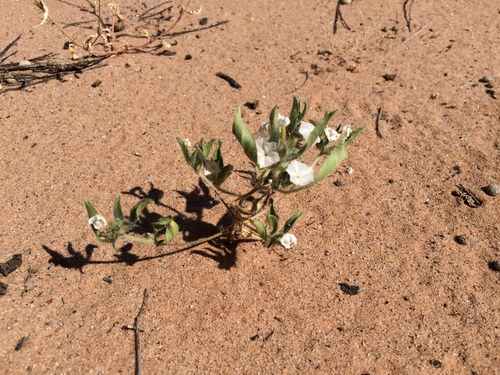 Euploca convolvulacea, photograph 3