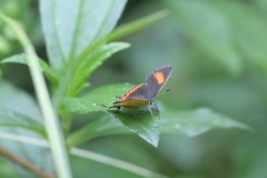 Heliophorus