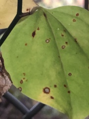 Cercospora