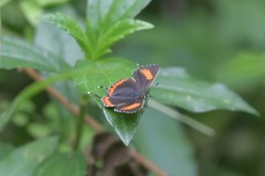 Heliophorus