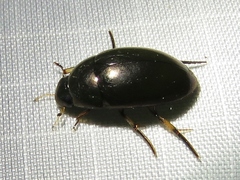 Tropisternus blatchleyi