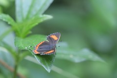 Heliophorus