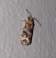 Lobesia transtrifera