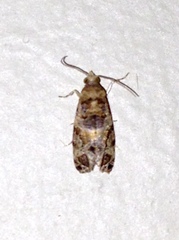 Lobesia transtrifera