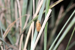 Scinax squalirostris