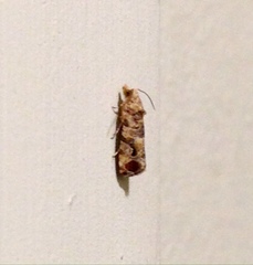 Lobesia transtrifera