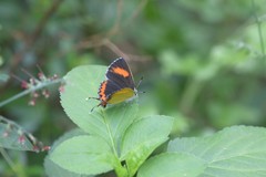Heliophorus